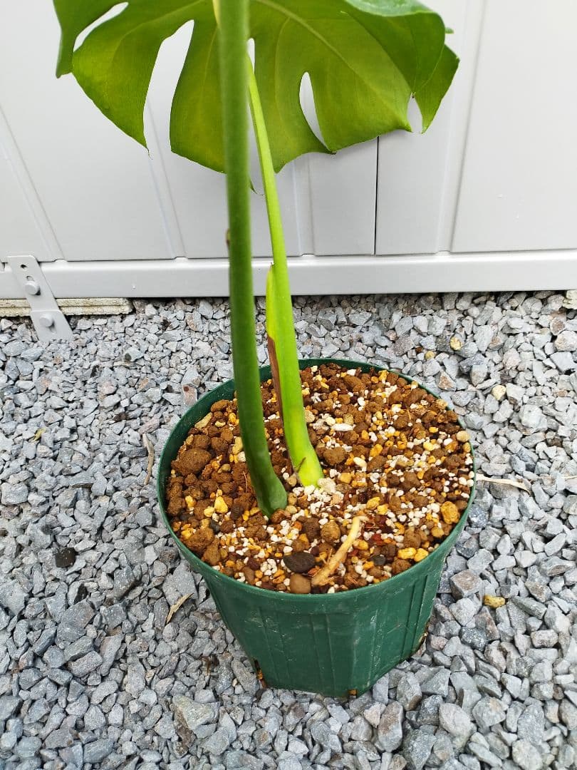 モンステラA8 マイクロコズムデリシオーサ　鉢ごと発送