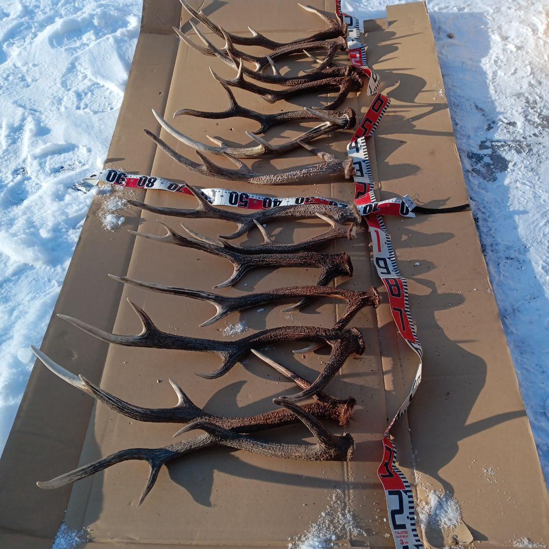 ク*ト様 天然蝦夷鹿の角 　犬のおもちゃ　 工芸品などにどうぞ　１１番