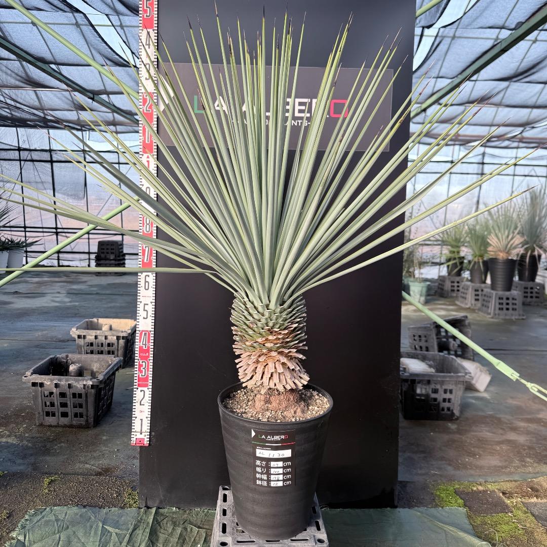 か*ず様 【AL1130】ユッカ　リギダ