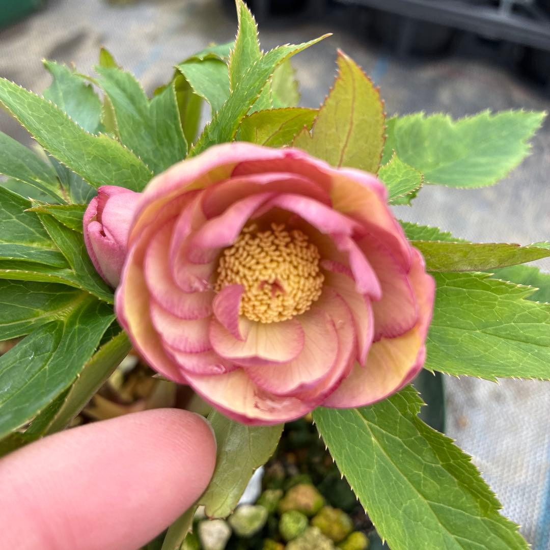 クリスマスローズ　ピンクオーレア　ピンクゴールド　６寸