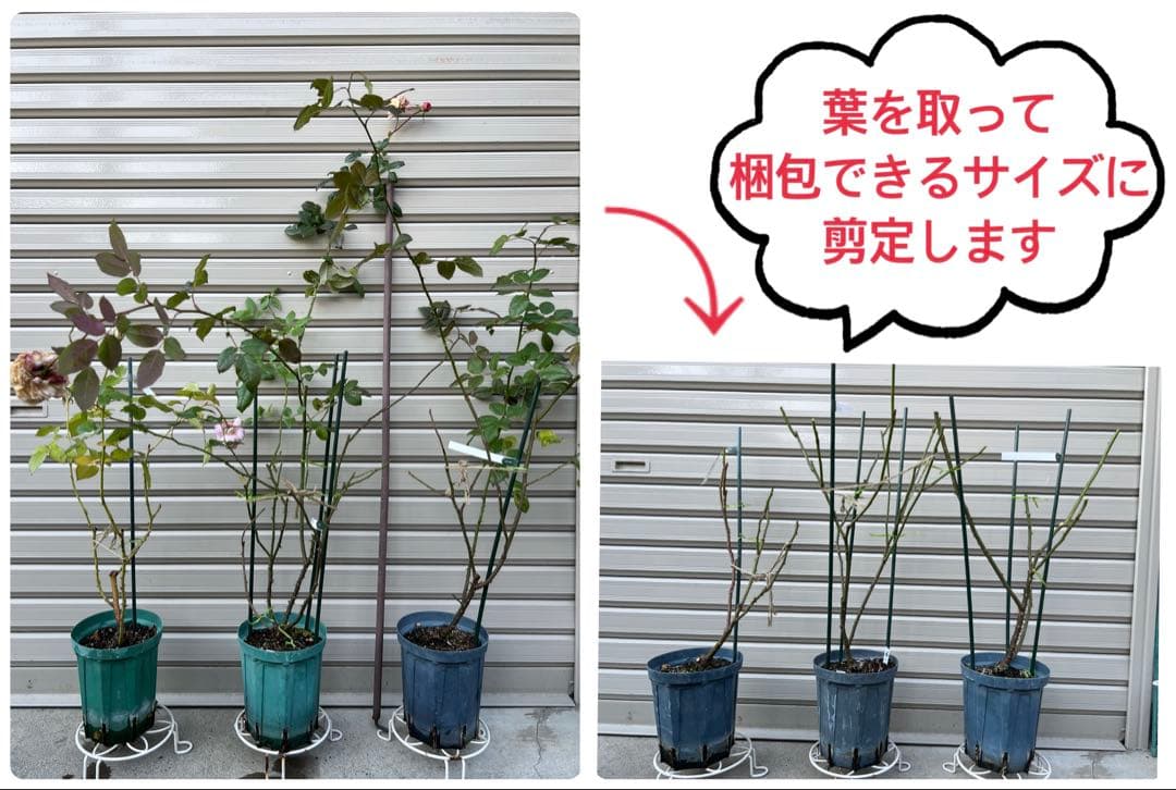 【同梱で２鉢目〜¥1000お値引き】品種不明／バラ芽接ぎ苗／中苗／５号スリット