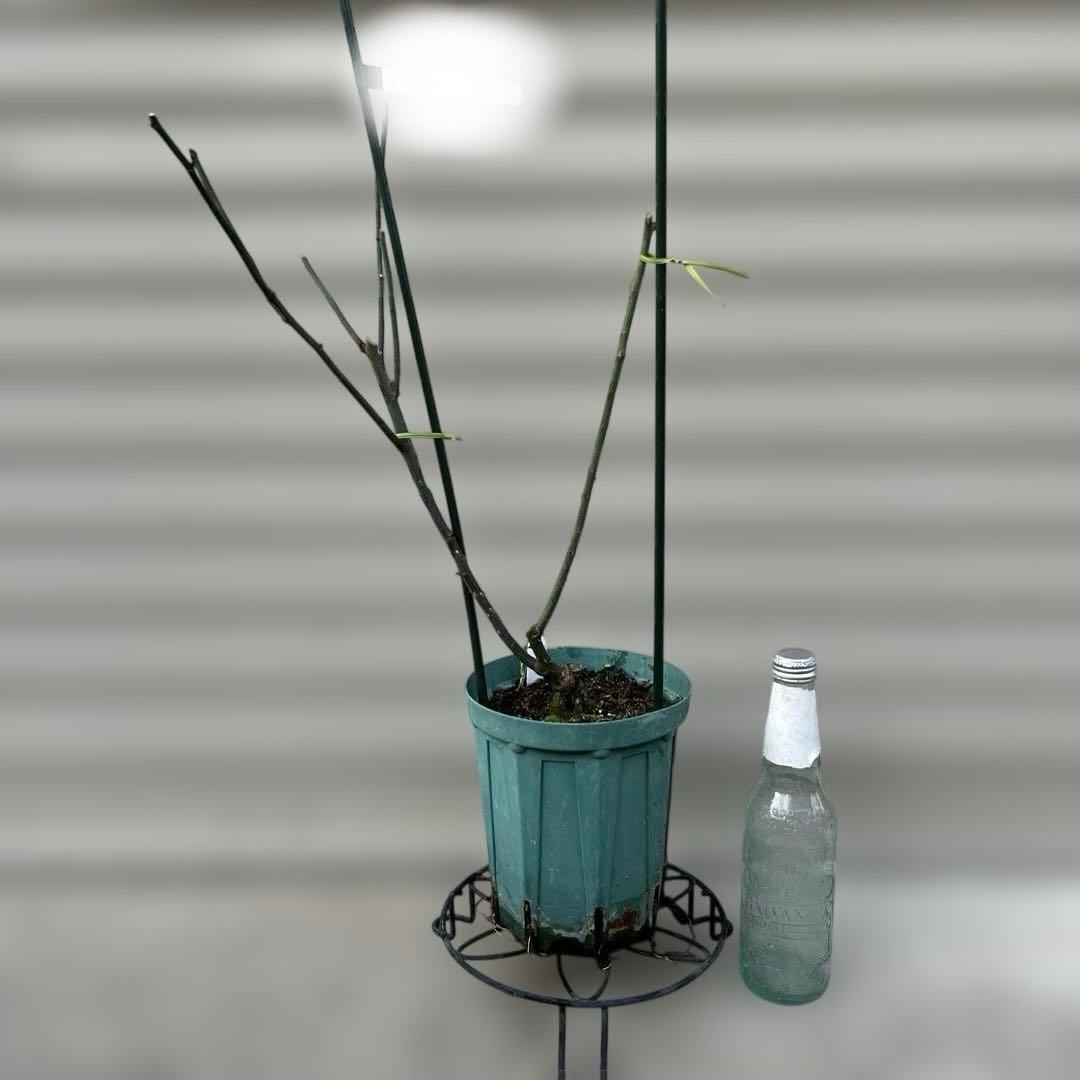 【同梱で２鉢目〜¥1000お値引き】品種不明／バラ芽接ぎ苗／中苗／５号スリット