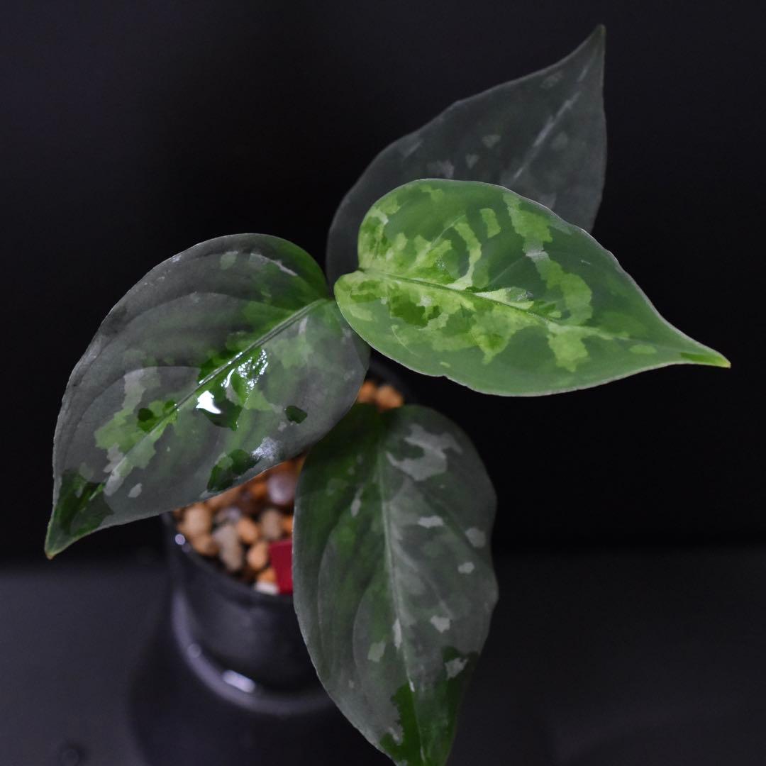 LA便 アグラオネマ ピクタム Aglaonema【LA0514-4T】