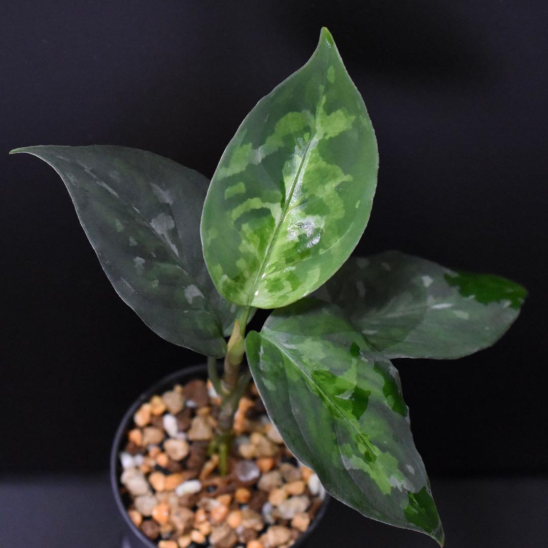 LA便 アグラオネマ ピクタム Aglaonema【LA0514-4T】
