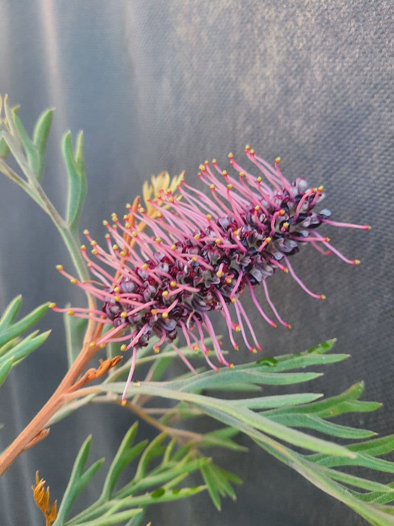 グレビレア ドローシーゴードン(ドーンパープル)9号角鉢大株②