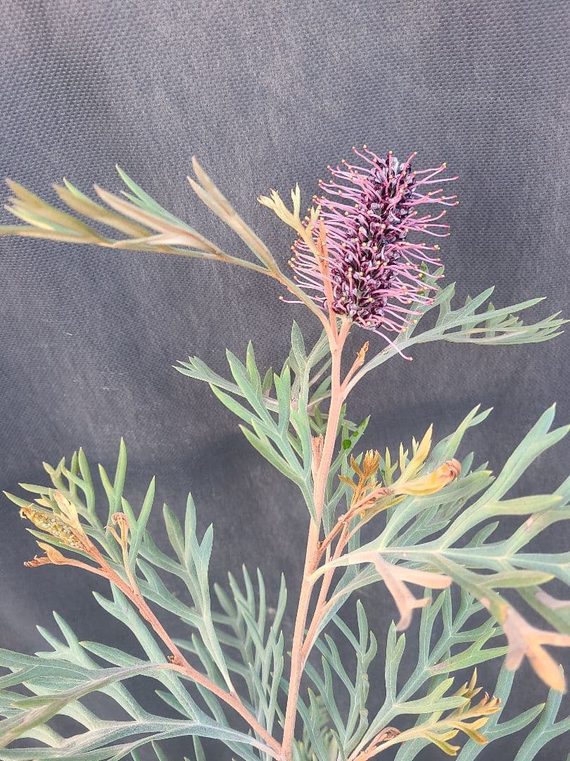 グレビレア ドローシーゴードン(ドーンパープル)9号角鉢大株②