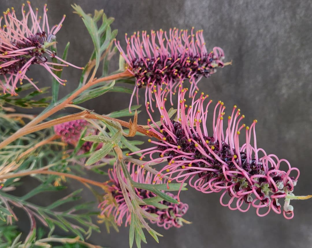 グレビレア ドローシーゴードン(ドーンパープル)9号角鉢大株②