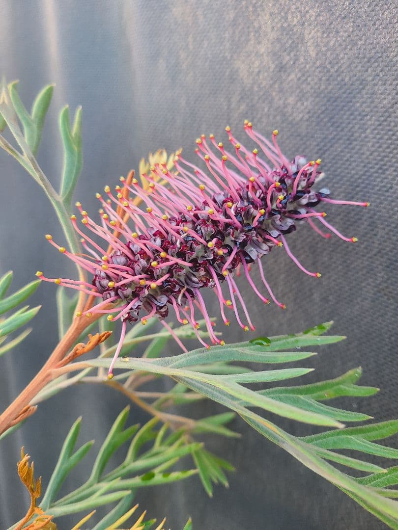 グレビレア ドローシーゴードン(ドーンパープル)9号角鉢大株②