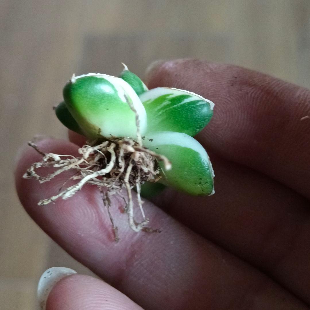 A205 多肉植物 アガベ ピンキー 王妃笹の雪A型 白覆輪斑 精選極上美