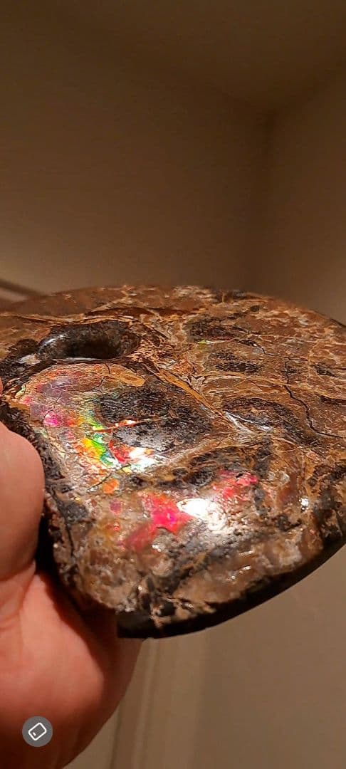 アンモライト　カナダアルバータ　化石　完全体　両面虹色　７色