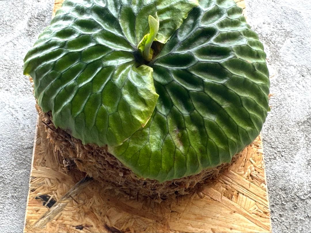 【ビカクシダ・マダガスカリエンセ】