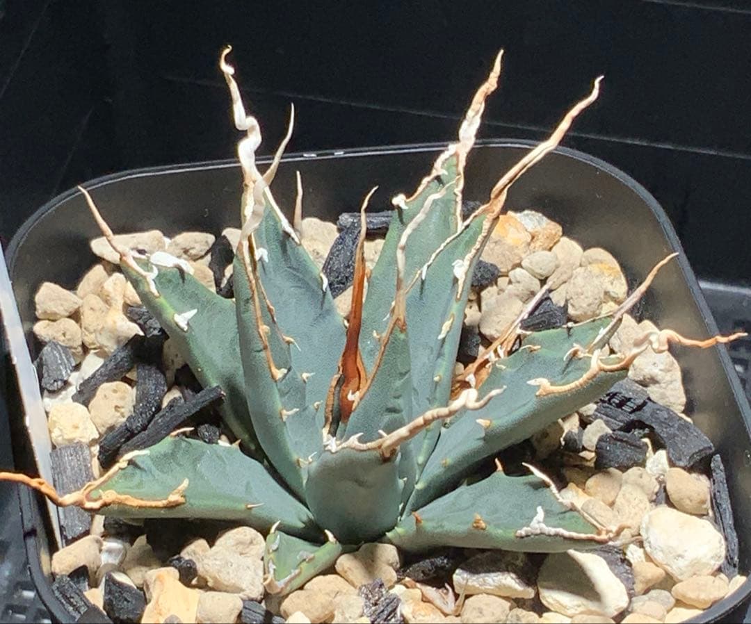 【コメント限定値引き中】エボリスピナ 陽炎 コレクション株②