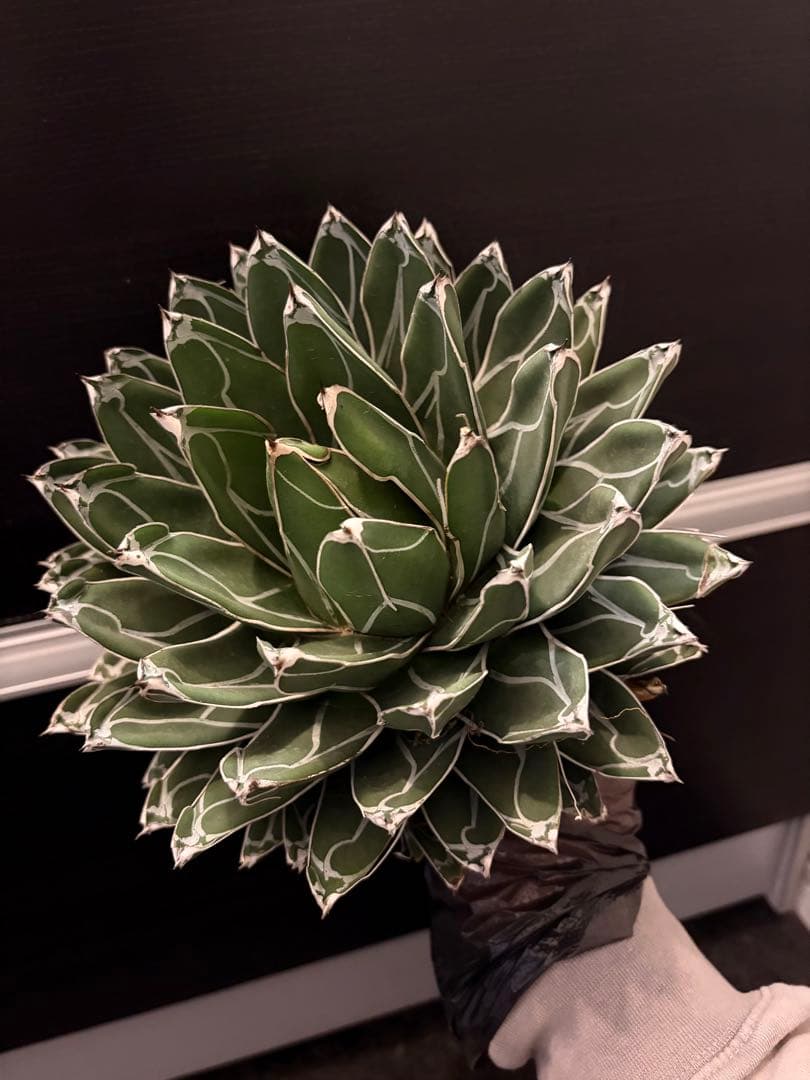 耐寒性アガベ 笹の雪　大株◇多肉サボテン　ドライガーデン　チタノタ　ホリダ南国