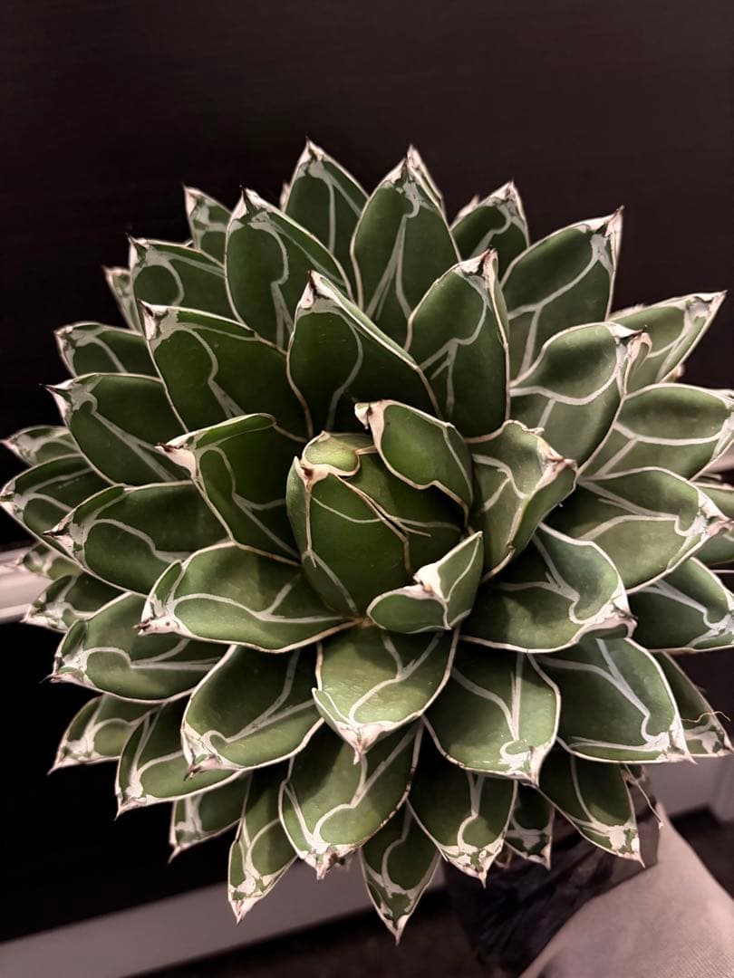 耐寒性アガベ 笹の雪　大株◇多肉サボテン　ドライガーデン　チタノタ　ホリダ南国