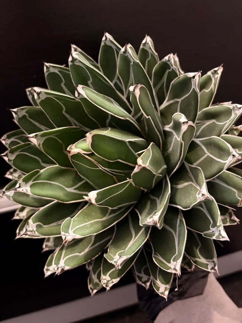 耐寒性アガベ 笹の雪　大株◇多肉サボテン　ドライガーデン　チタノタ　ホリダ南国