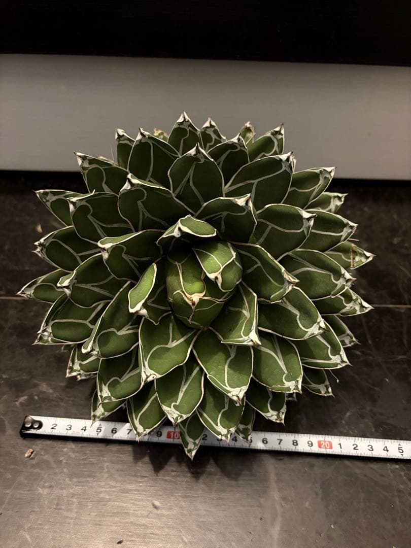 耐寒性アガベ 笹の雪　大株◇多肉サボテン　ドライガーデン　チタノタ　ホリダ南国