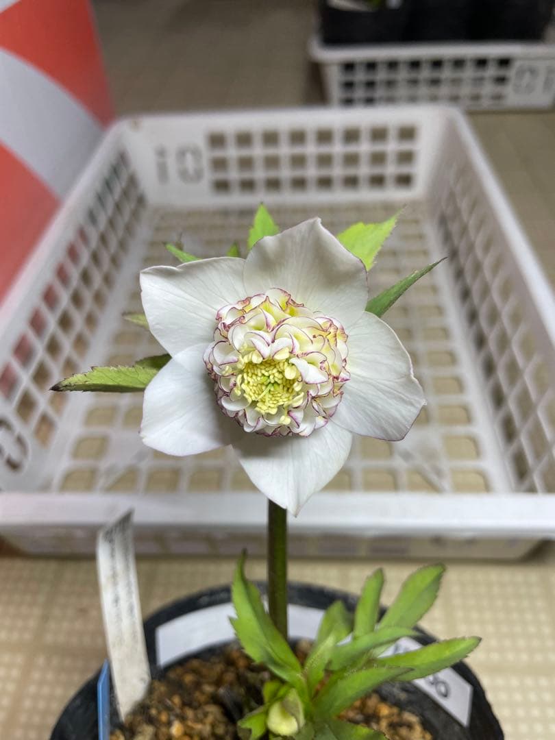 加藤農園 モーリー セミダブル クリスマスローズ