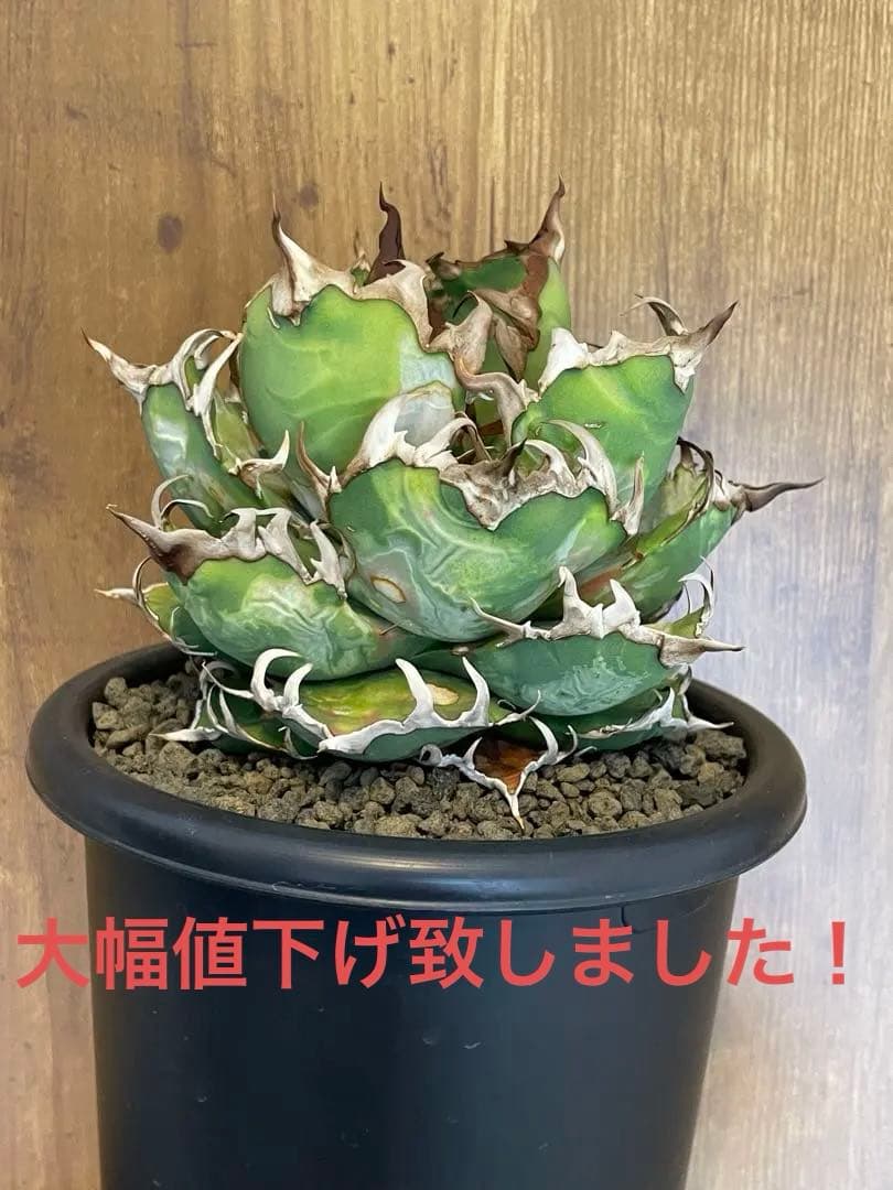 Agave titanota シーザー　大株　コレクション株　葉焼け