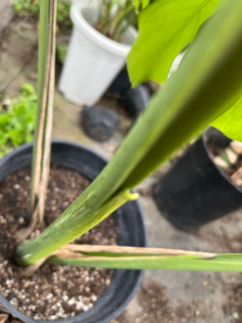 艶姿　希少　斑入り　モンステラ　デリシオーサ　白　ホワイト