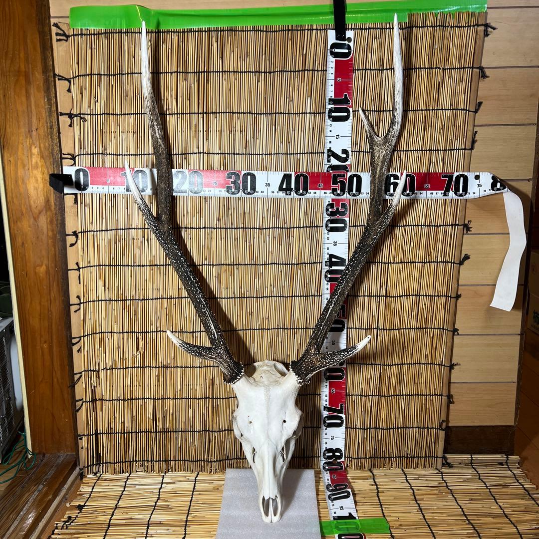 日本鹿 ハンティングトロフィー 鹿の角 送料込 A04
