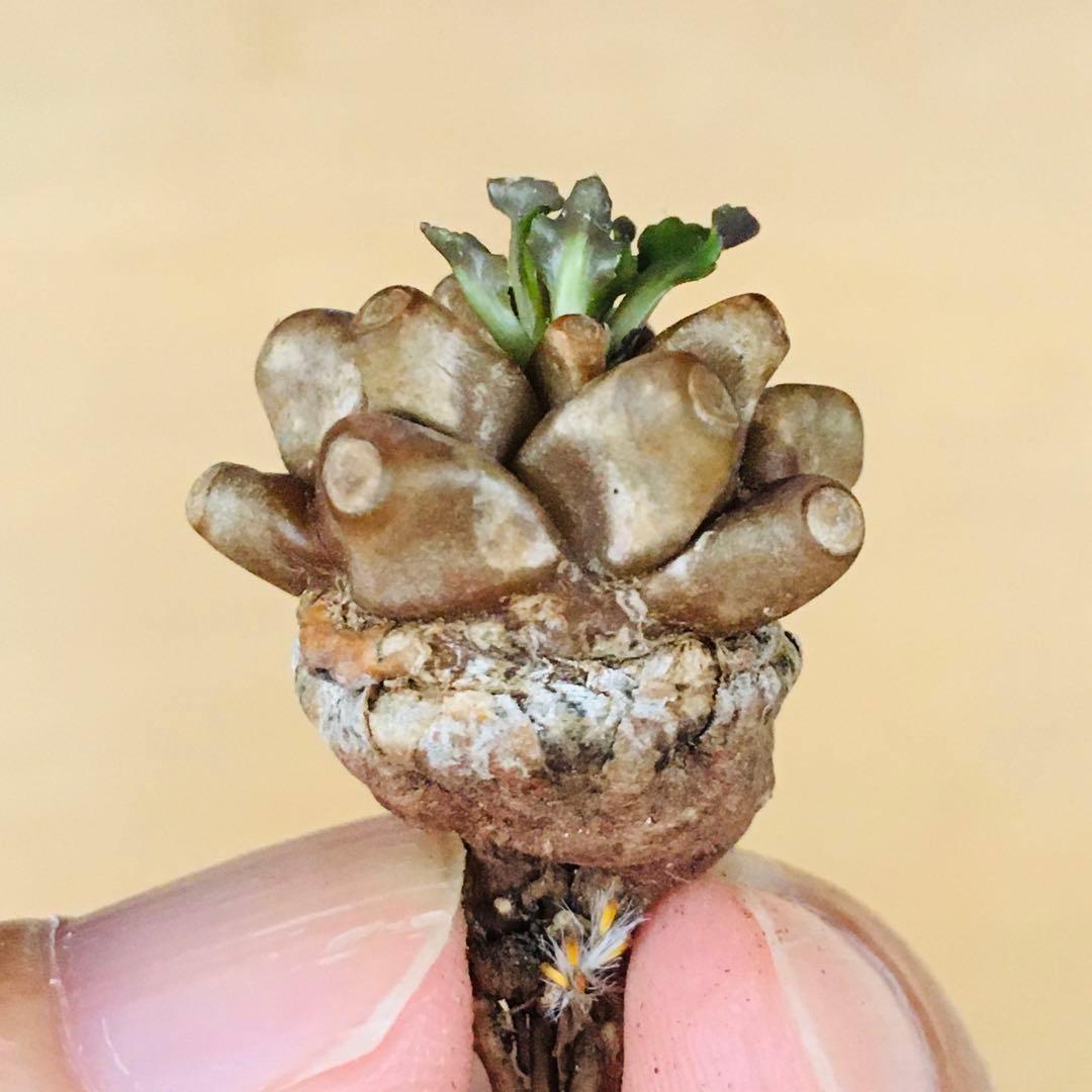 【稀少】5 オトンナ へレイ へレー TC株 塊根 コーデックス