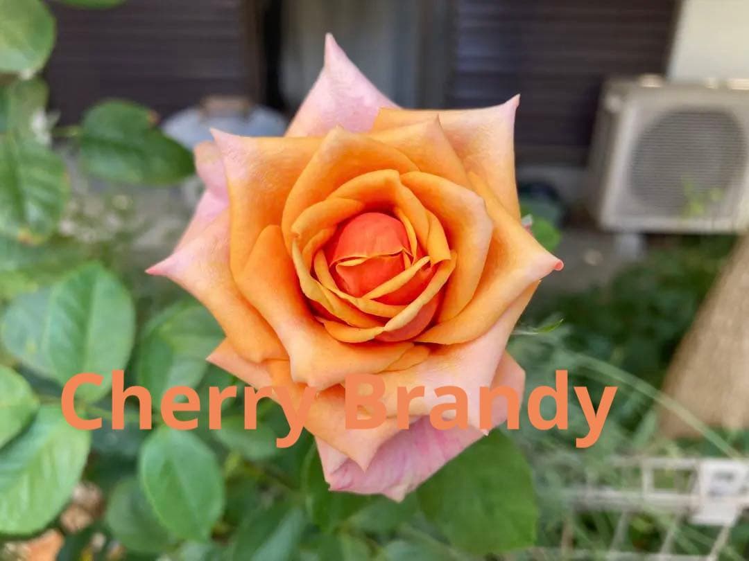 希少　バラ苗　切り花品種 Cherrry Braandy