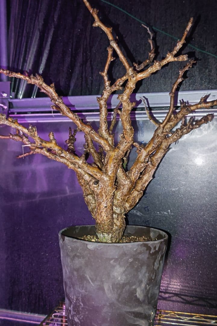 センナ・メリディオナリス ③