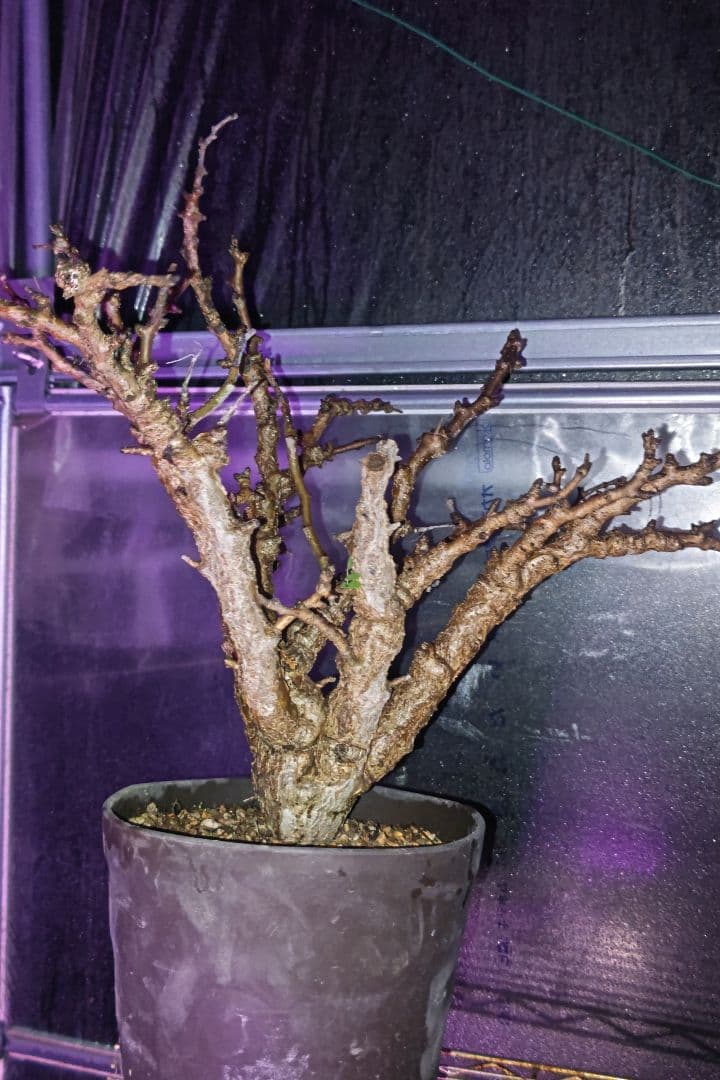 センナ・メリディオナリス ③