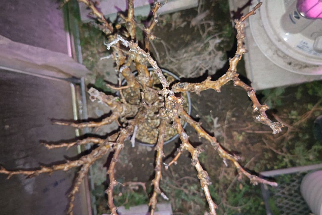 センナ・メリディオナリス ③