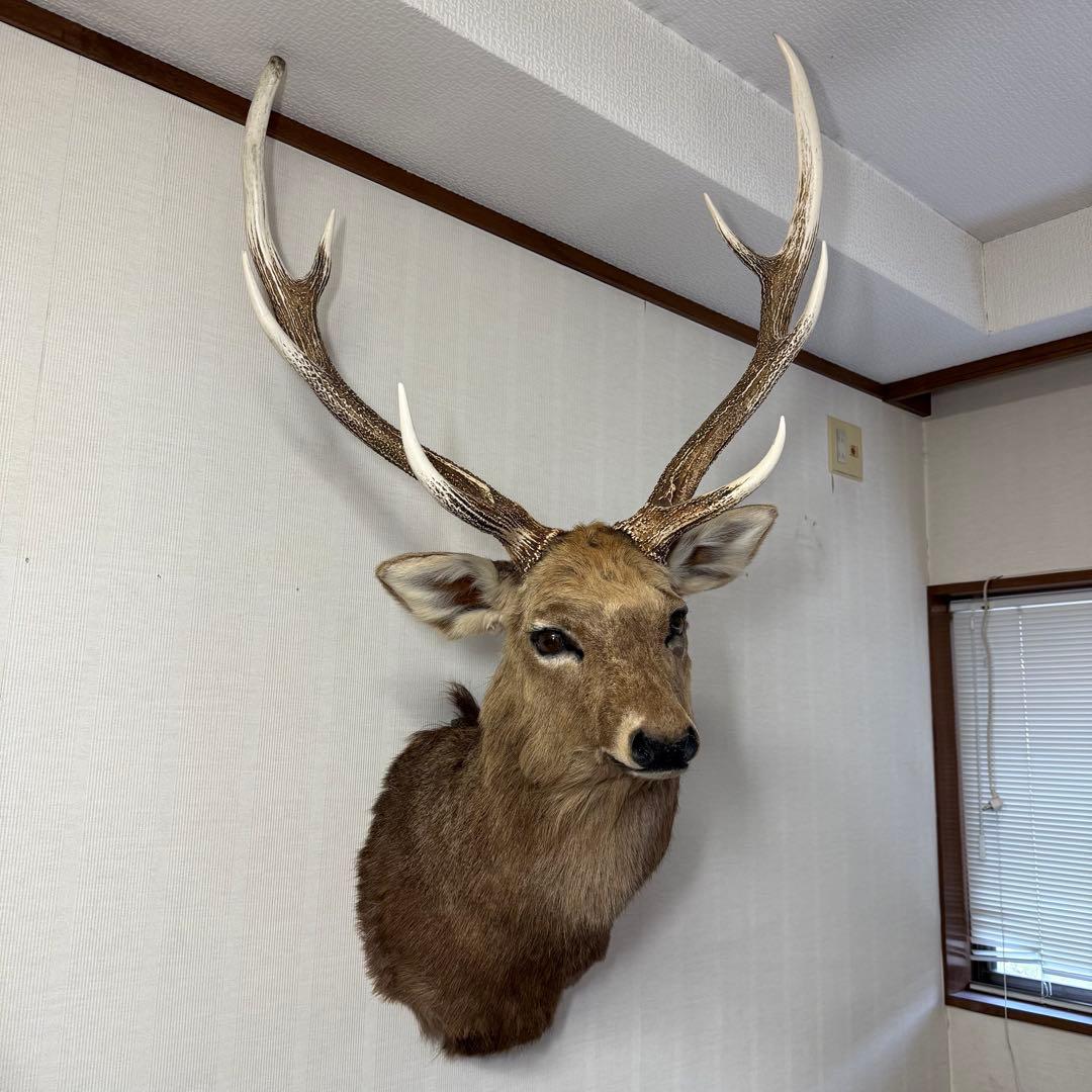 【引取限定】蝦夷鹿 エゾシカ ① 北海道 剥製 壁掛け ハンティングトロフィー
