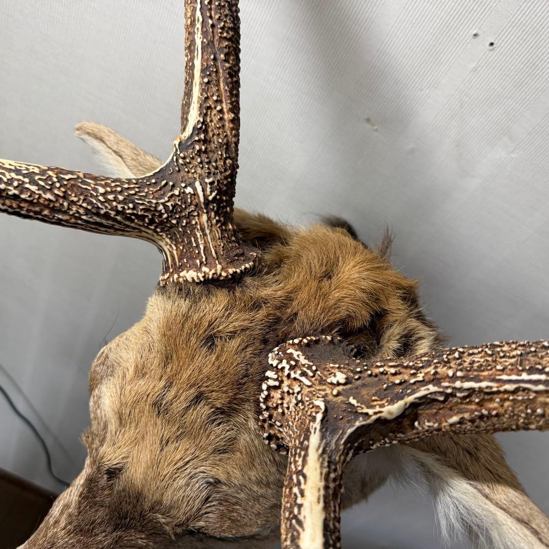 【引取限定】蝦夷鹿 エゾシカ ① 北海道 剥製 壁掛け ハンティングトロフィー