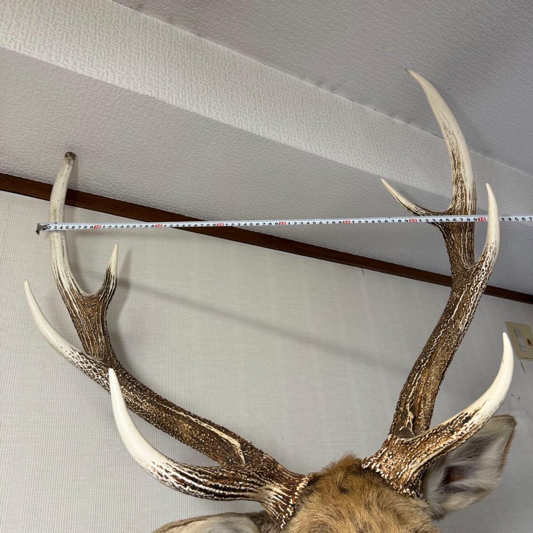 【引取限定】蝦夷鹿 エゾシカ ① 北海道 剥製 壁掛け ハンティングトロフィー
