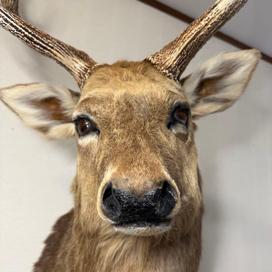 【引取限定】蝦夷鹿 エゾシカ ① 北海道 剥製 壁掛け ハンティングトロフィー