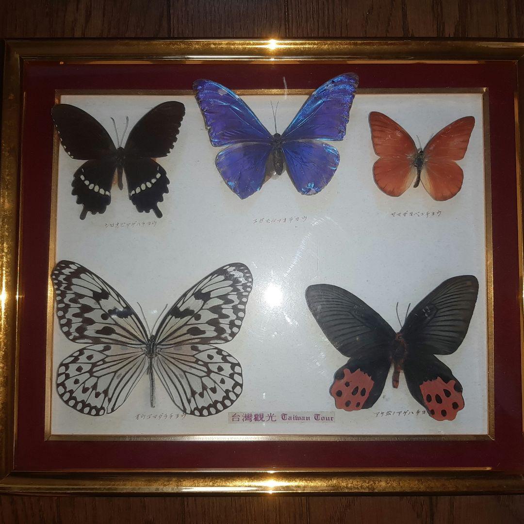 美しい蝶の標本 5種セット