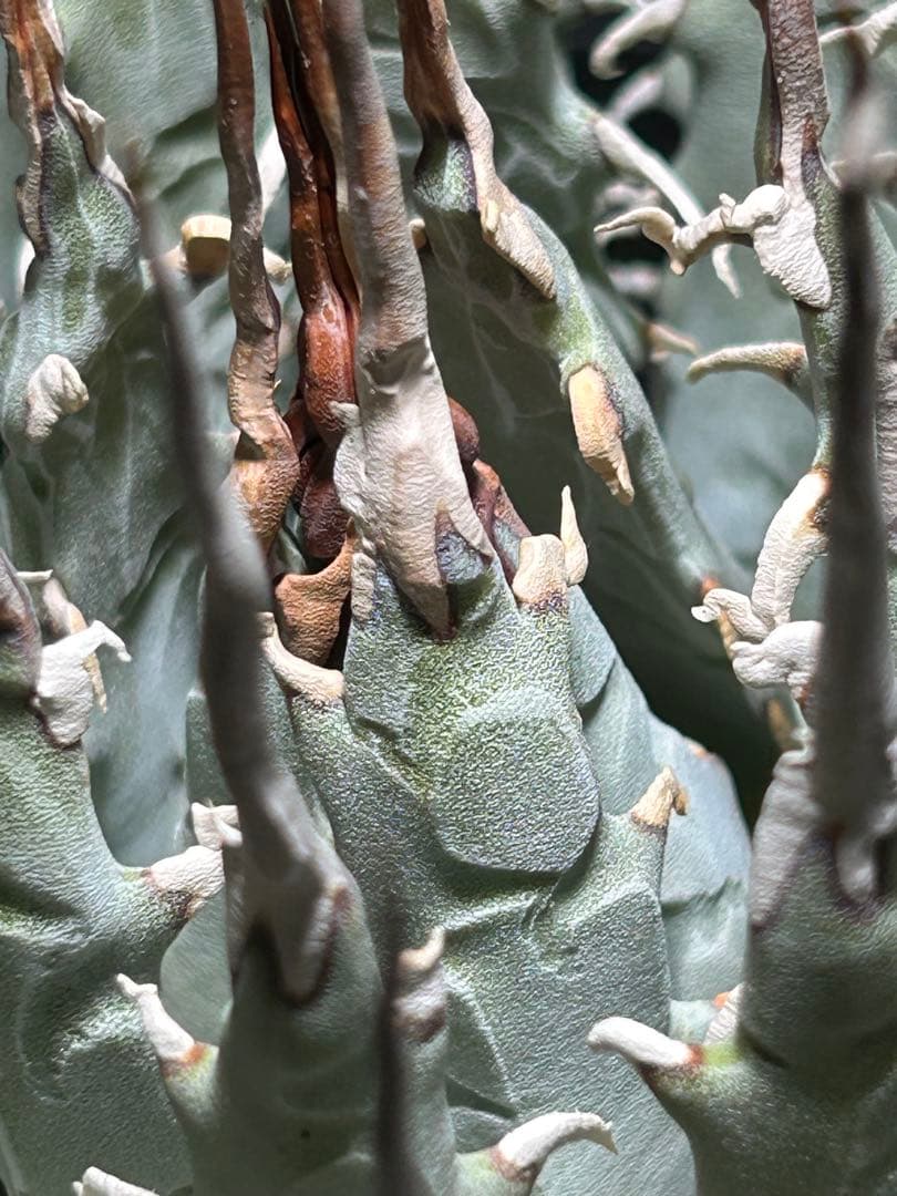 アガベ utahensis eborispina 青葉 陽炎 ウネウネ