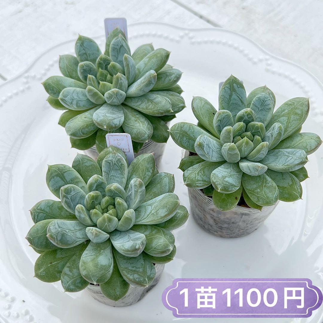 アメブル