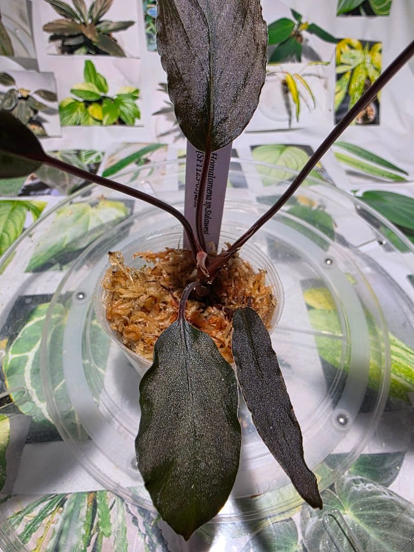 熱帯植物　ホマロメナsp.スラウェシ　黒葉