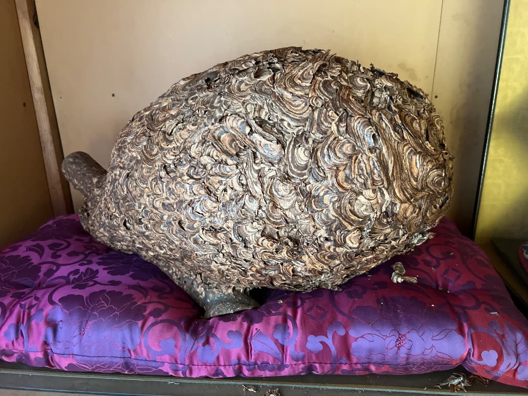 蜂の巣　ガラスケース付き