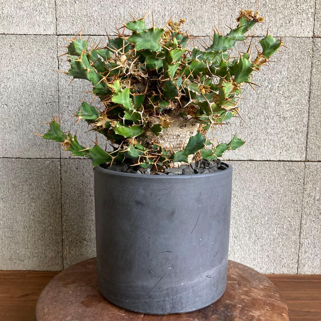 発根済み ユーフォルビア クラビゲラ