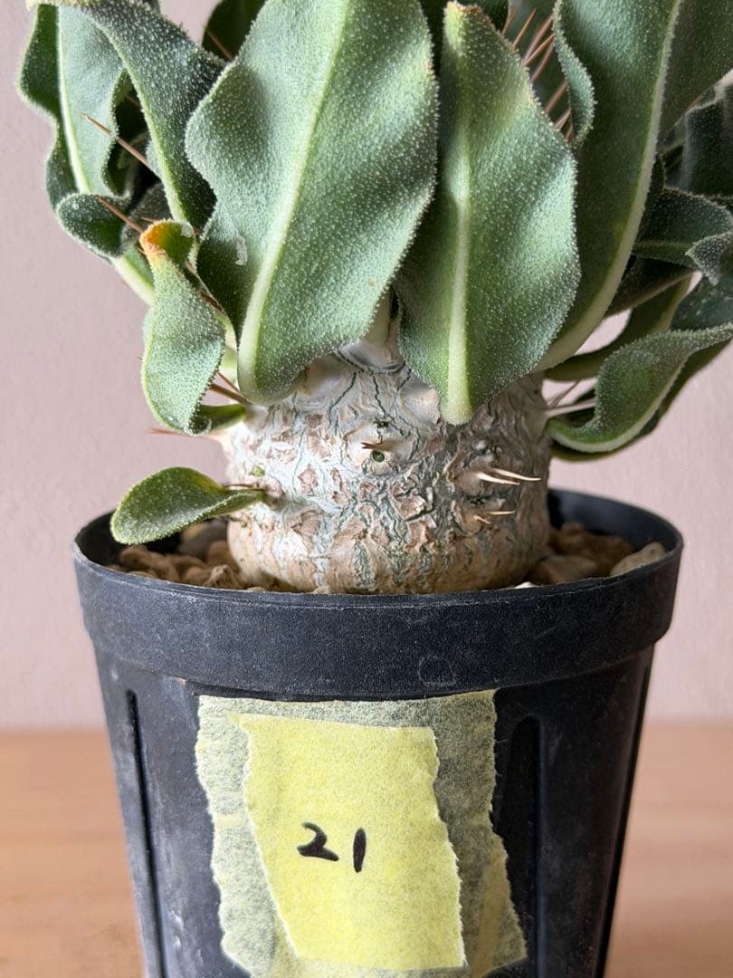 パキポディウム　ナマクアナム　光堂　実生株　21