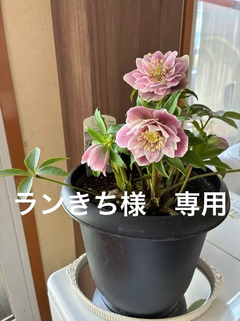 ♡広瀬園芸♡ソレイユ系　充実株シリーズ②