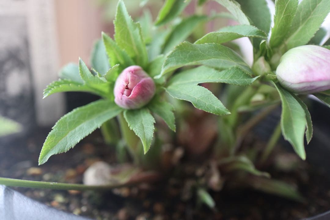 ♡広瀬園芸♡ソレイユ系　充実株シリーズ②