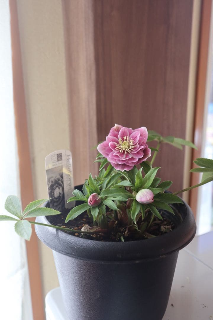 ♡広瀬園芸♡ソレイユ系　充実株シリーズ②