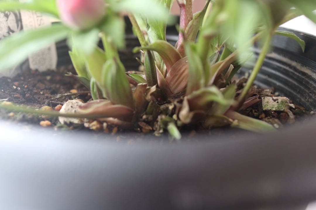 ♡広瀬園芸♡ソレイユ系　充実株シリーズ②