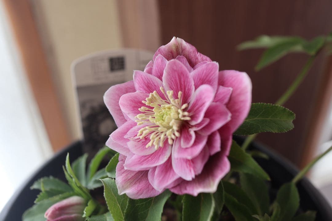 ♡広瀬園芸♡ソレイユ系　充実株シリーズ②