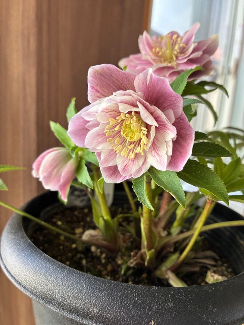 ♡広瀬園芸♡ソレイユ系　充実株シリーズ②