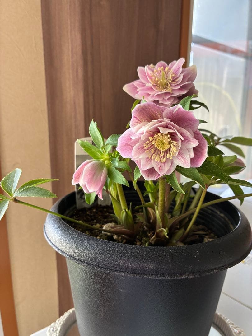 ♡広瀬園芸♡ソレイユ系　充実株シリーズ②