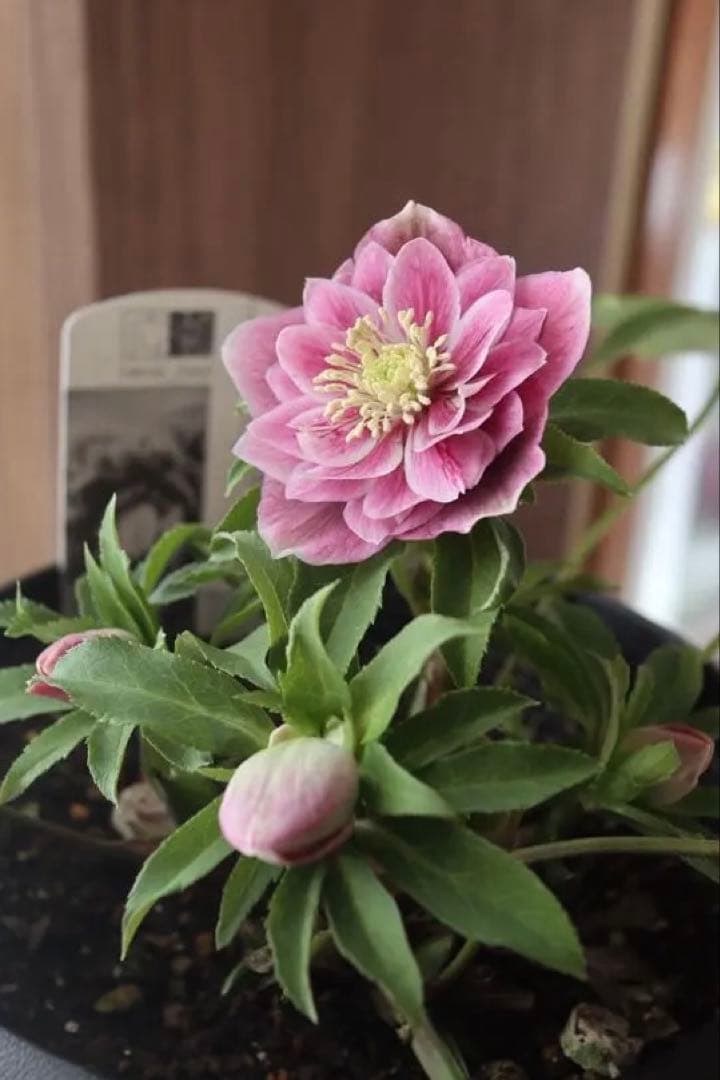 ♡広瀬園芸♡ソレイユ系　充実株シリーズ②