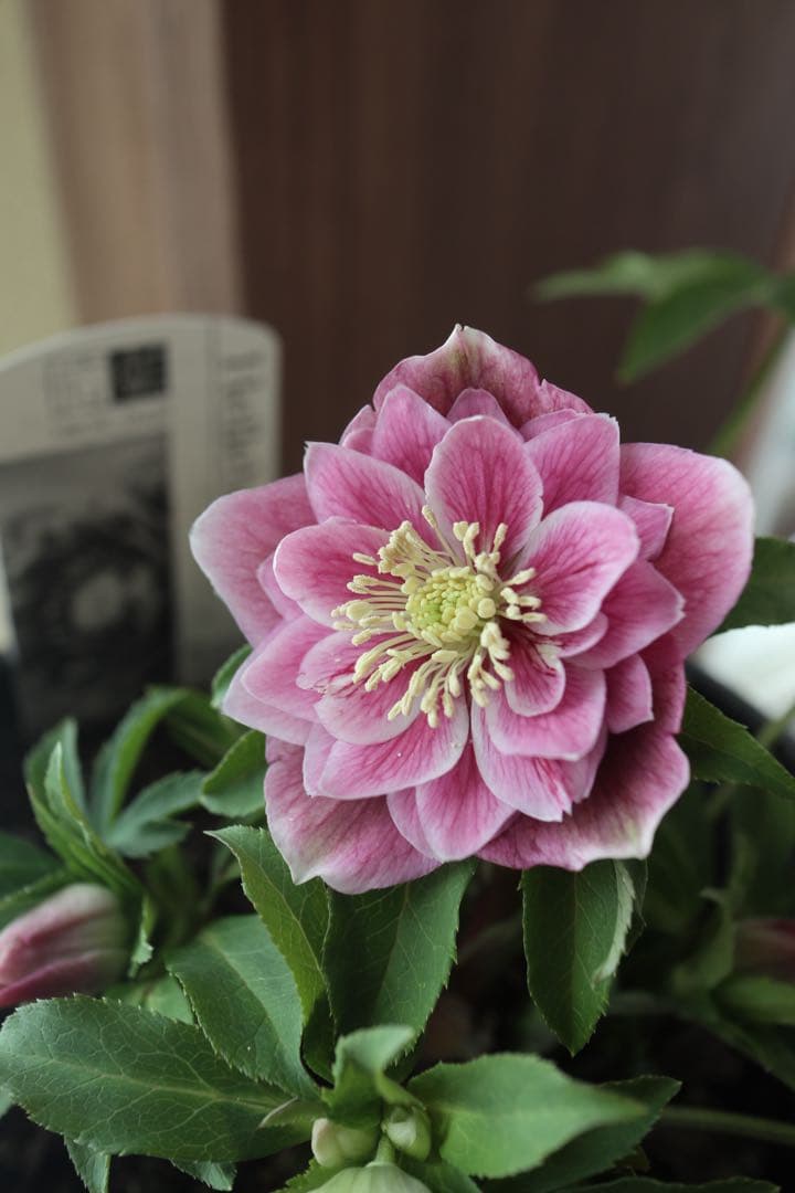 ♡広瀬園芸♡ソレイユ系　充実株シリーズ②