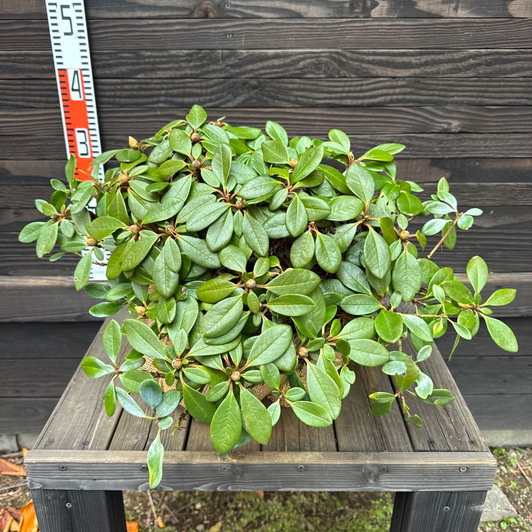 キバナシャクナゲ/小葉性/大株【現品発送】管理70853